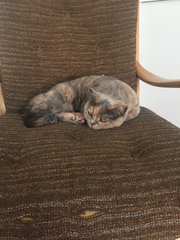 What's your dcat doing today?