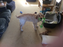 Genuine puppy proof toys