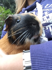 Collecting my piggies today!