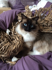 Gorgeous eyes.