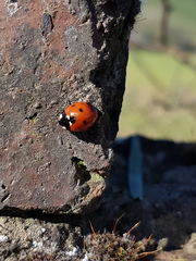 Brave Babes are boinging into Spring..Join us here!