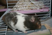 AIBU to think a hamster cage should last more than 2 months?