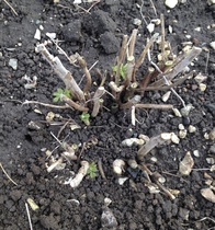 Allotment/Veg Patch - Thread 7 - The Harvesters Arms