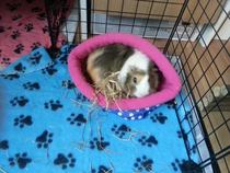 Frugaleers Marching on!