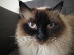 Gorgeous eyes.