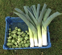 Allotment/Veg Patch - Thread 7 - The Harvesters Arms