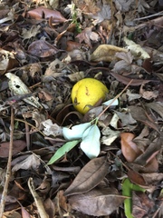 Is this a quince tree?