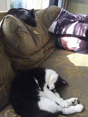 What's your dcat doing today?