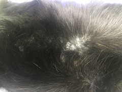 Collecting my piggies today!