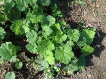 What plant is this please?