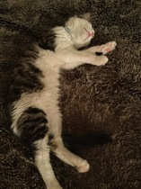 Cat sitting - any advice?