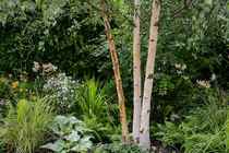 Calling shovetheholly and other gardeners! Help!