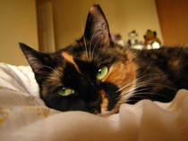 Gorgeous eyes.