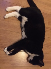 Cat logistics