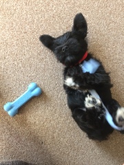 Does anyone fancy a 'puppy survival' thread?