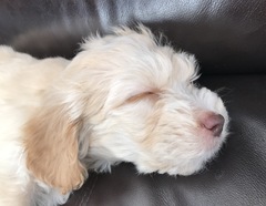 Does anyone fancy a 'puppy survival' thread?