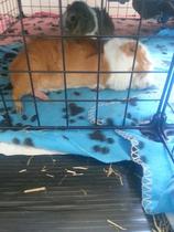 Frugaleers Marching on!