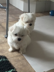 Boy or girl puppy?