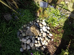 Opinions on my garden design please......