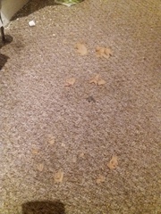 Fungus actual mushrooms in my carpet