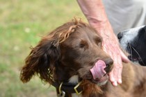 Has anybody had a good experience with a rescue dog?