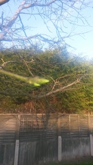 What is this tree