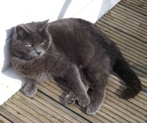 Help please poorly kitten