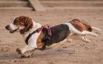 Training treats for raw fed puppy