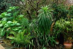 Calling shovetheholly and other gardeners! Help!