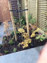 Tell me what is flowering in your garden today.