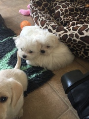 Boy or girl puppy?
