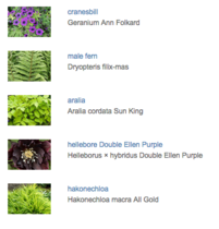 Calling shovetheholly and other gardeners! Help!