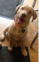 Does anyone fancy a 'puppy survival' thread?