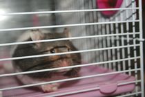 AIBU to think a hamster cage should last more than 2 months?