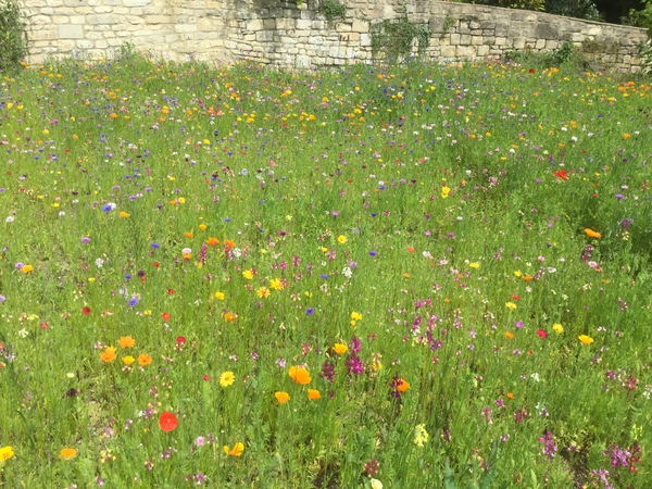 Has anyone planted a wildflower meadow?