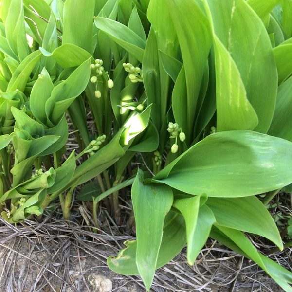 Is this a weed?