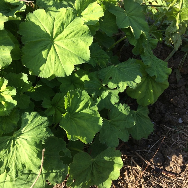 Is this a weed?