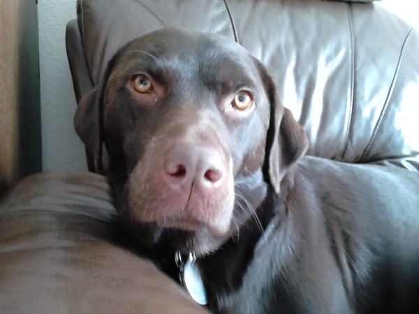 Tell Bought By Many Pet Insurance about your pets’ biggest mishaps - £300 voucher to be won NOW CLOSED