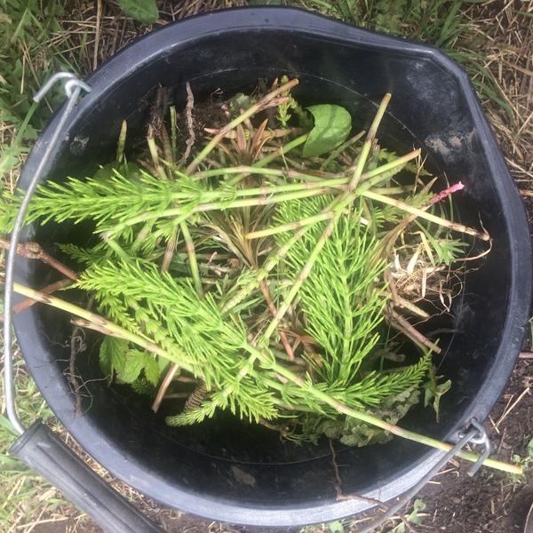 Allotment/Veg Patch -Thread  8 - Its spring - time to get busy!