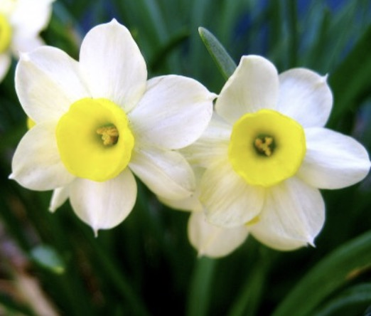 Narcissus? at an Easter egg hunt?? Really?