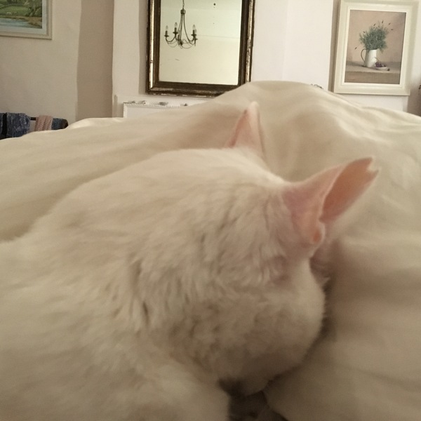Devastated over the loss of my boy
