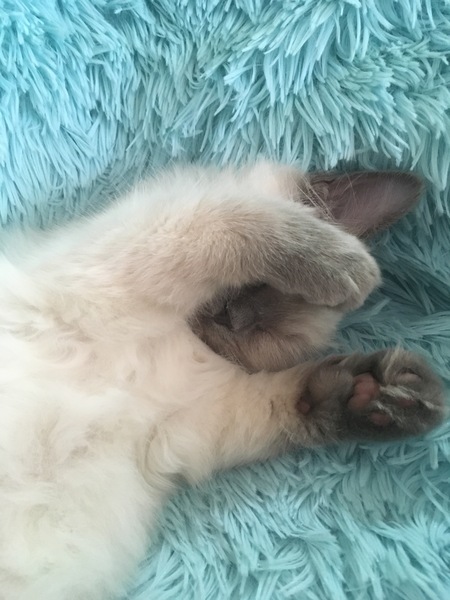 Devastated over the loss of my boy