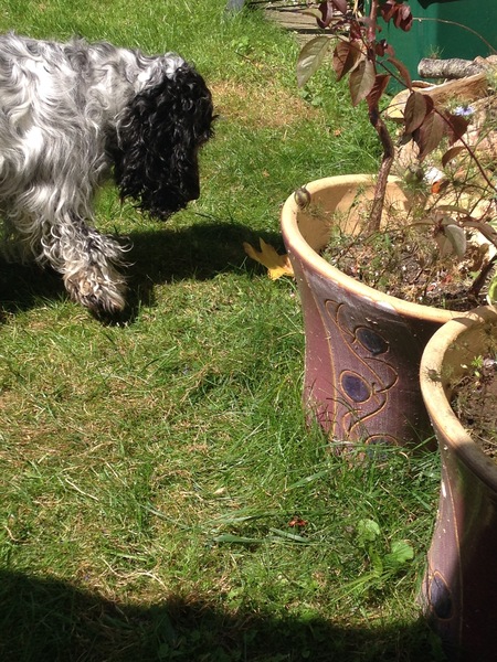 Random shit you dog is scared of