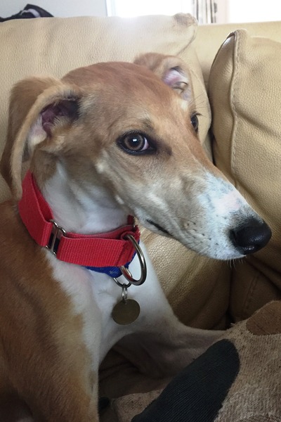 We would like to get a second dog.... top tips?