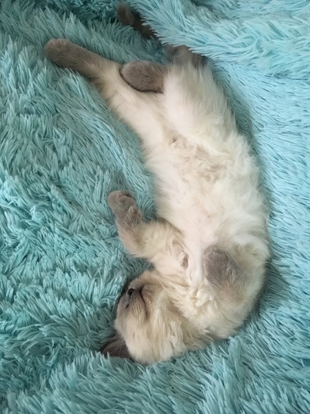 Devastated over the loss of my boy