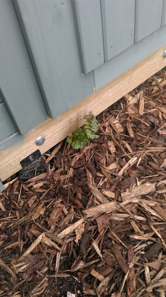 Allotment/Veg Patch -Thread  8 - Its spring - time to get busy!