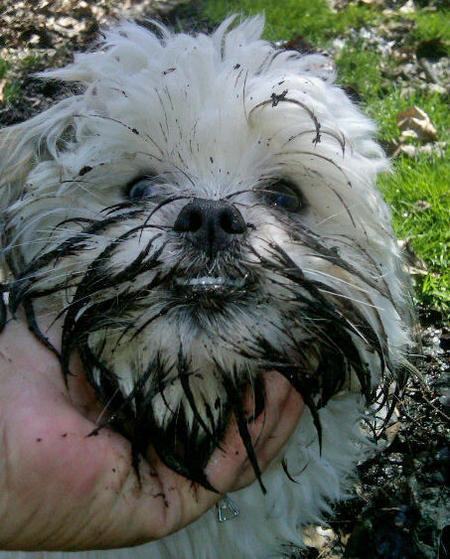 Tell Bought By Many Pet Insurance about your pets’ biggest mishaps - £300 voucher to be won NOW CLOSED