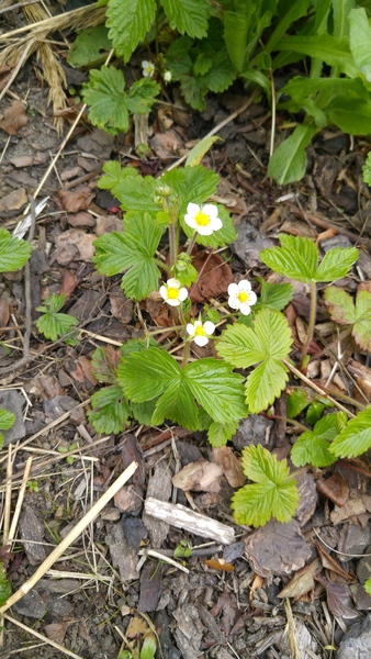 Please tell me these are wild strawberries