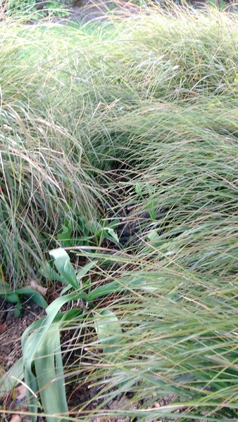 Let's play spot the cat