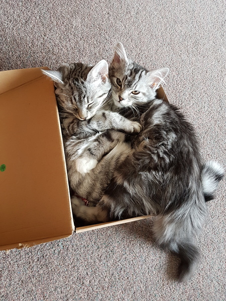 Having kittens- should I get 2 boys/2 girls or 1 of each